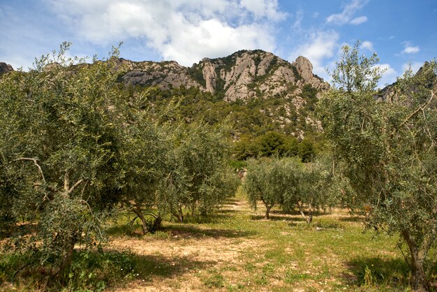 Plantation d'oliviers. Une branche d'olivier pousse par dolly.Olives sur une branche.Olivier mûr sur un arbre.