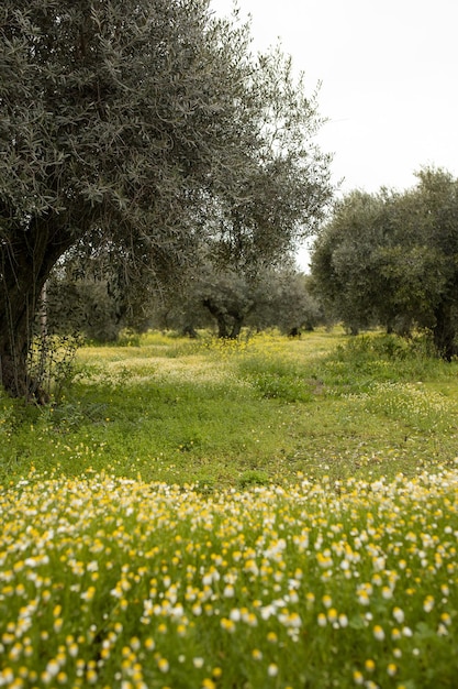 Photo plantation d'oliviers avec des fleurs de printemps