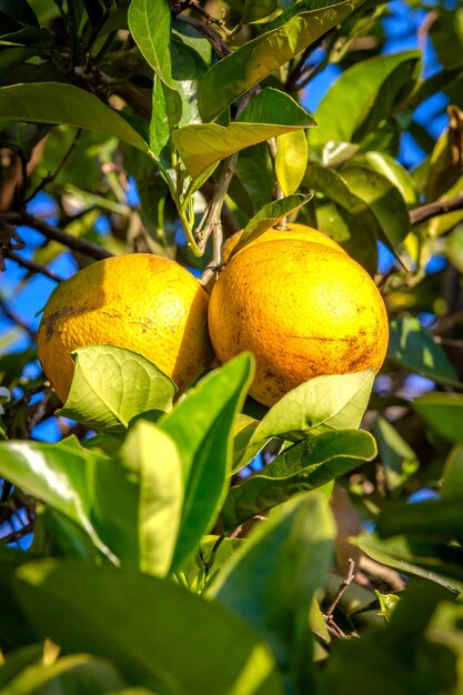 Photo plantation d'orangers dans une journée ensoleillée dans la campagne du brésil