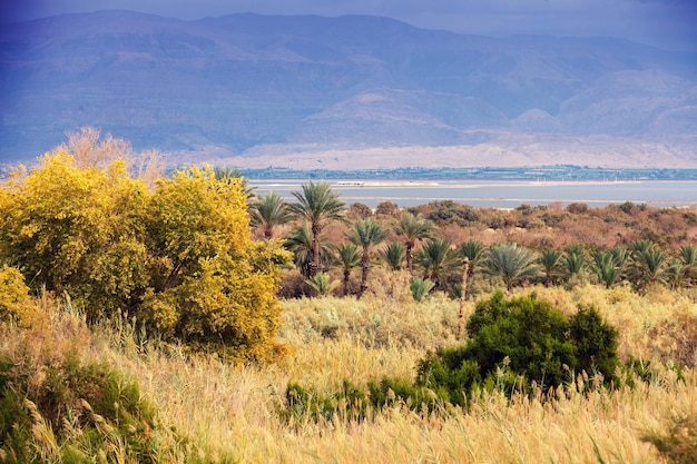 Plantation de palmiers dans le désert près de la Mer Morte Israël