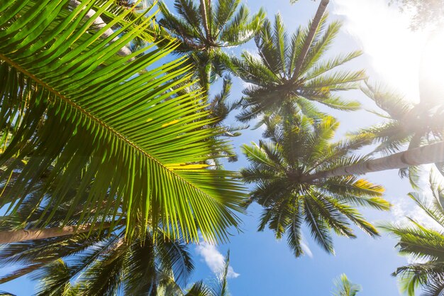 Plantation de palmiers sur une île tropicale