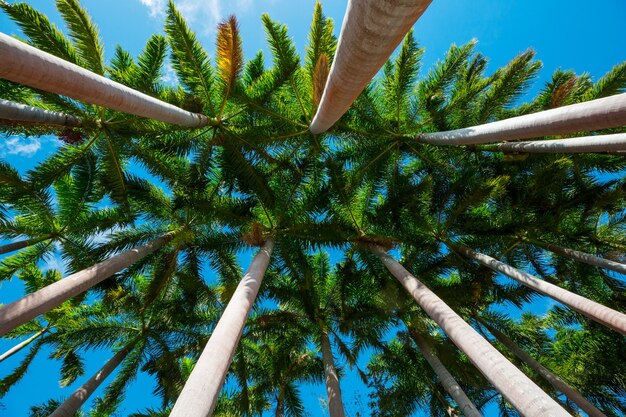 Photo plantation de palmiers sur une île tropicale