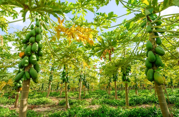 Plantation de papayers à Conde Paraiba Brésil agroalimentaire brésilien