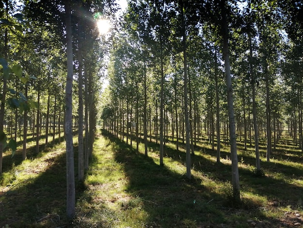 Une plantation de peupliers