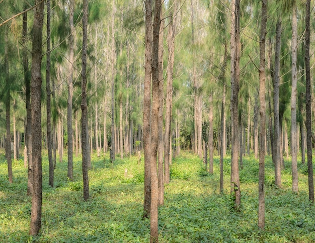 Plantation de pinède