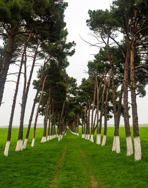 Plantation de pins dans un champ vert, protection contre les vents, chemin de terre entre les arbres dans le champ agricole