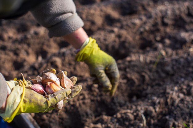 Plantation de plantes agricoles par l'agriculteur dans le lit de jardin au printemps Concept de travail saisonnier de jardin