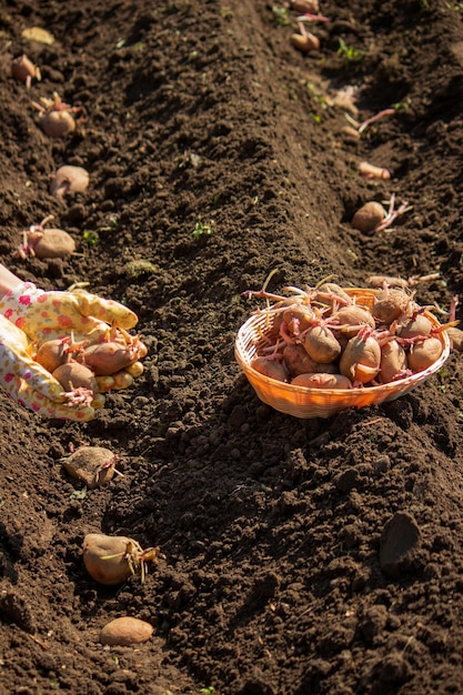 plantation de pommes de terre à la ferme de printemps pommes de Terre à la main Concentration sélective