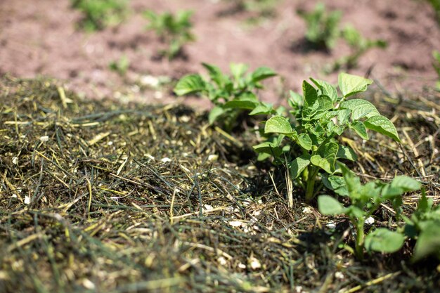 plantation de pommes de terre avec le sol recouvert de restes de légumes broyés