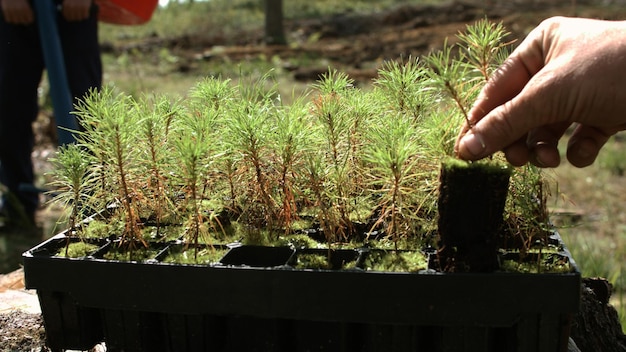 Photo plantation de pousses de pin dans les bois ouverts renouveau forestier