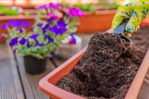 Plantation printanière de fleurs dans des pots de fleurs. Planter des fleurs dans un jardin ensoleillé. Concept de jardinage de printemps