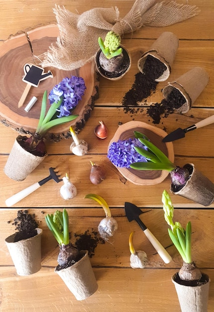 Plantation printanière de plantes sur une table en bois