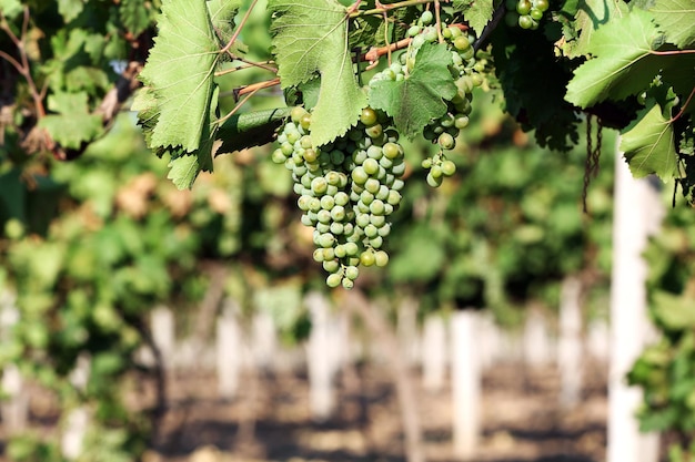 Plantation de raisin en été