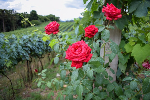 Plantation de raisin avec des roses rouges