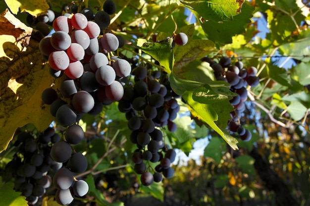 Plantation de raisin