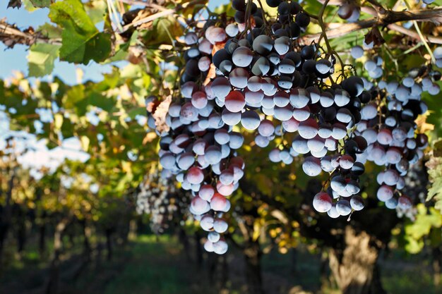 Plantation de raisin