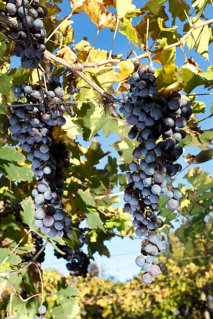 Plantation de raisin