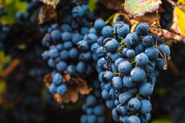 Plantation de raisins Malbec dans la ville de Mendoza, Argentine. Mise au point sélective.