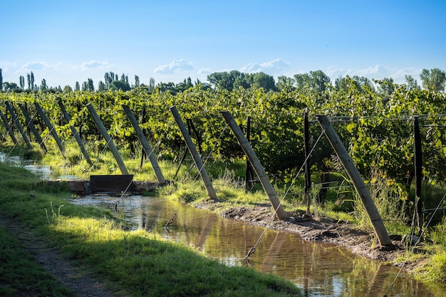 Photo plantation de raisins malbec dans la ville de mendoza argentine mise au point sélective