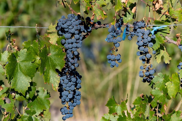 Plantation de raisins Malbec dans la ville de Mendoza Argentine