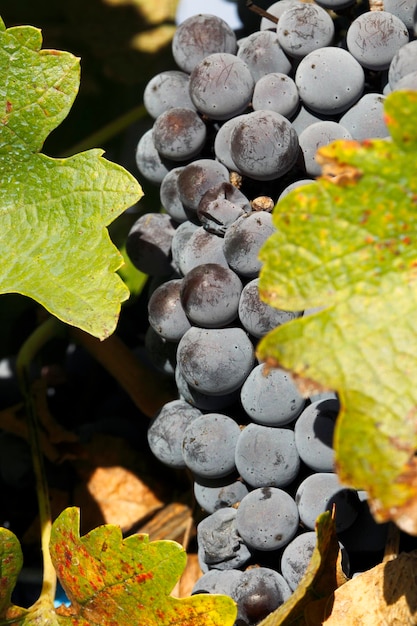 plantation de raisins pour la production de vin cabernet sauvignon et malbec