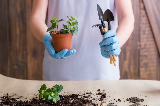 Plantation et rempotage. Achats de plantes à domicile. Outils de plantes d'intérieur et de jardinage dans des mains gantées.