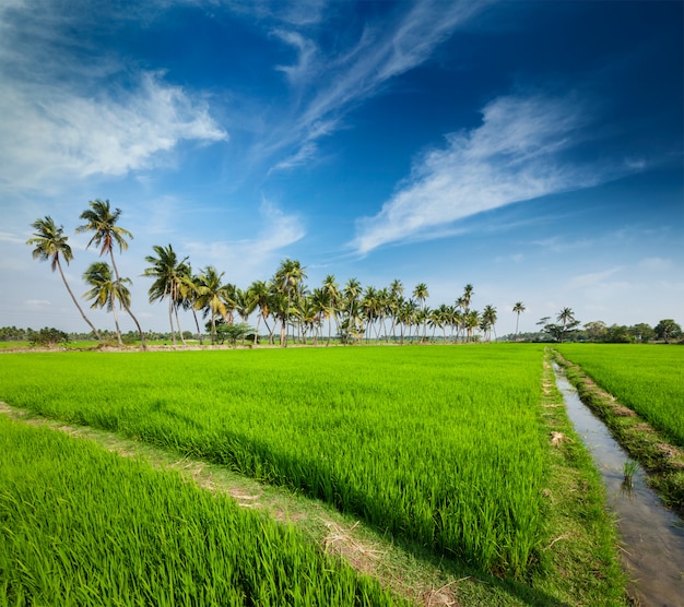 plantation de riz, agriculture, Inde