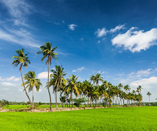 plantation de riz, agriculture, Inde