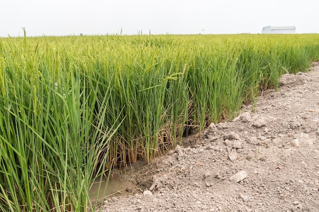 Plantation de riz non mûre