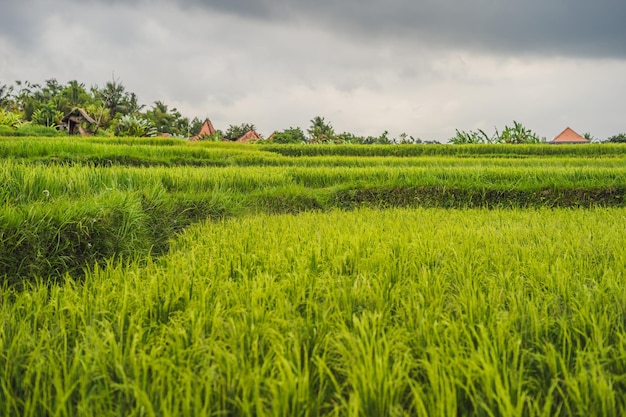 Plantation de rizière en cascade verte Bali Indonésie