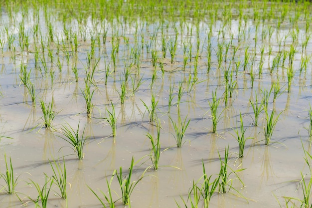 Plantation de rizière