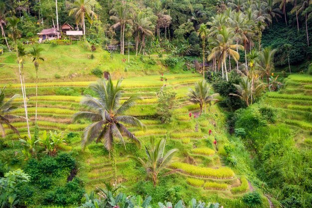 Plantation de rizières vertes ou rizières sur l'île de Bali Indonésie