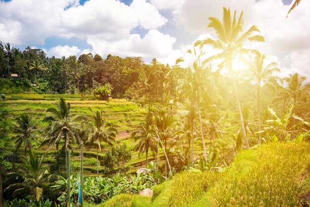 Plantation de rizières vertes ou rizières sur l'île de Bali Indonésie