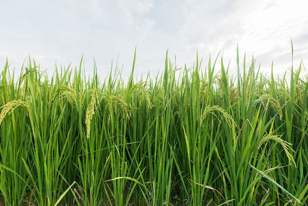 Plantation de rizières