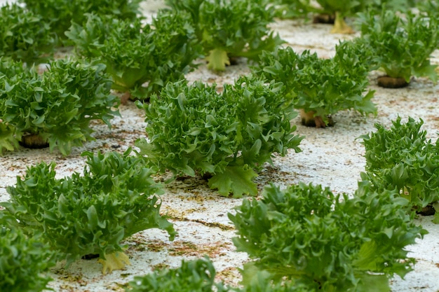 Plantation de salade de légumes par la technologie hydroponique