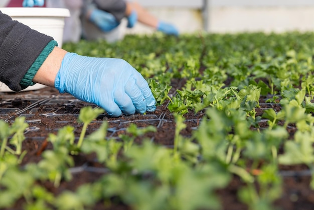 Plantation de semis de pélargonium