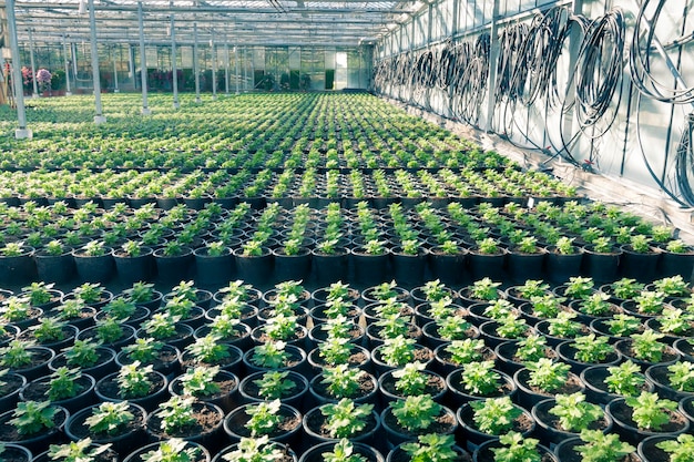 Plantation de serre industrielle avec de nombreuses petites plantes dans des pots de fleurs