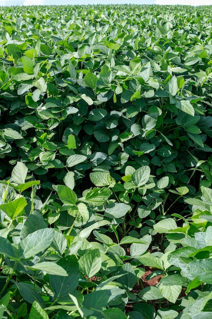 Plantation de soja agricole sur ciel bleu - plante de soja verte en pleine croissance contre la lumière du soleil.