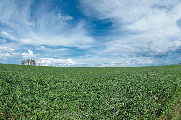 Plantation de soja agricole sur ciel bleu - plante de soja verte en pleine croissance contre la lumière du soleil.