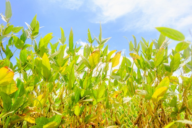 Plantation de soja au Brésil. Soja avec des gousses