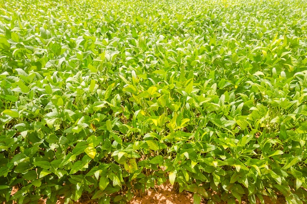 Plantation de soja au Brésil. Soja avec des gousses