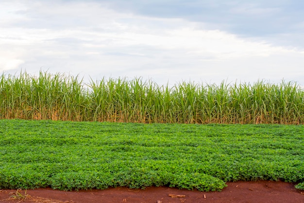 Plantation de soja brésilienne aux beaux jours