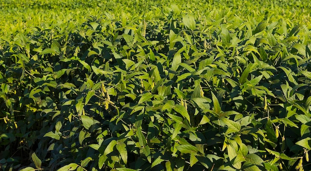 Plantation de soja brésilienne aux beaux jours