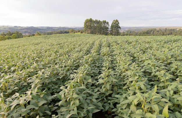 Plantation de soja dans la municipalité de Rio Azul Parana Brésil Phase de croissance dénotant une bonne culture exempte de parasites et de maladies