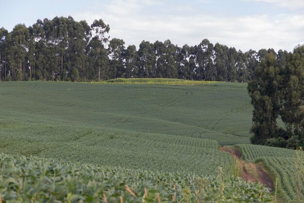 Plantation de soja fleurissant et produisant des gousses montrant un excellent développement et une excellente production