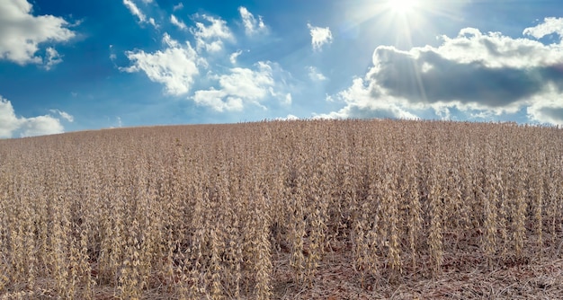 Plantation de soja à grains secs, prête pour la récolte.