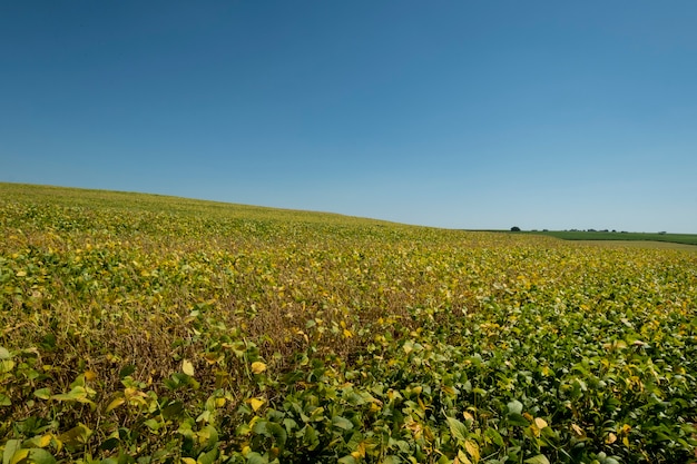 Plantation de soja lors d'une journée ensoleillée au Brésil.