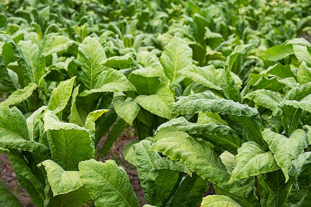 Plantation de tabac Champ de tabac