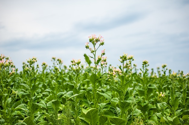 La plantation de tabac dans le domaine est growin