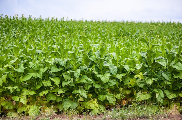 La plantation de tabac dans le domaine se développe